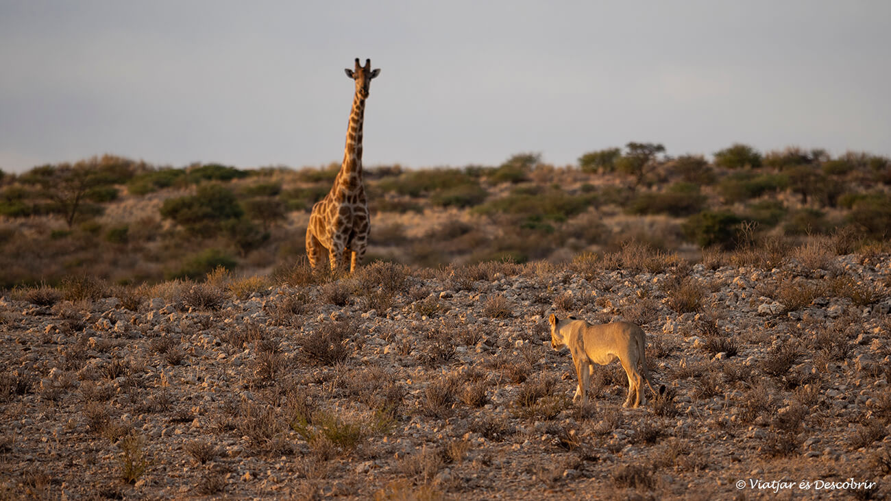 una leona cerca de una jirafa en el kalahari