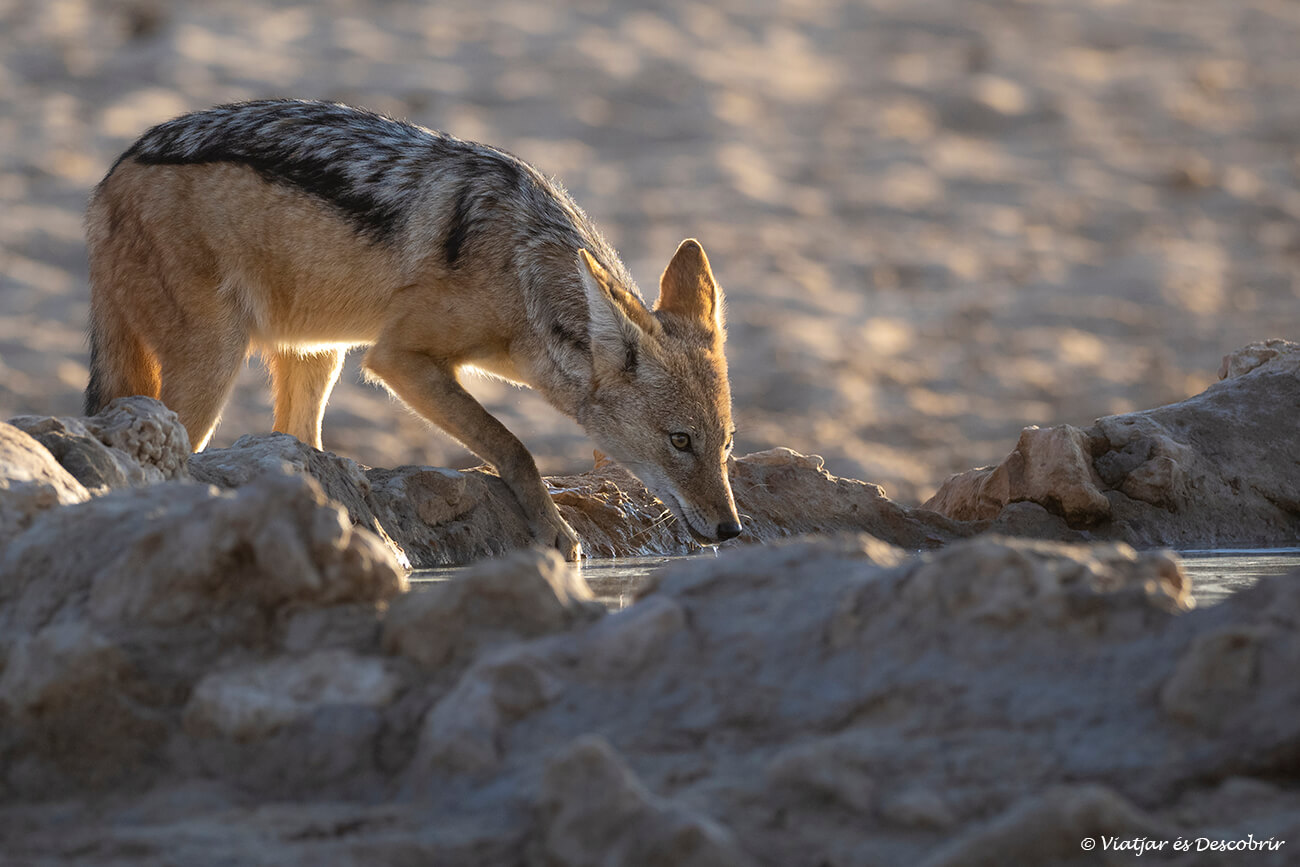 chacal bebiendo agua en una pequeña balsa artificial del desierto del Kalahari