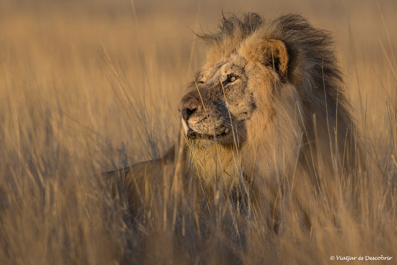 un león macho adulto y majestuoso durante un safari en el kgalagadi