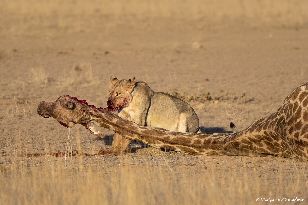 una leona comiendo una jirafa en el kalahari