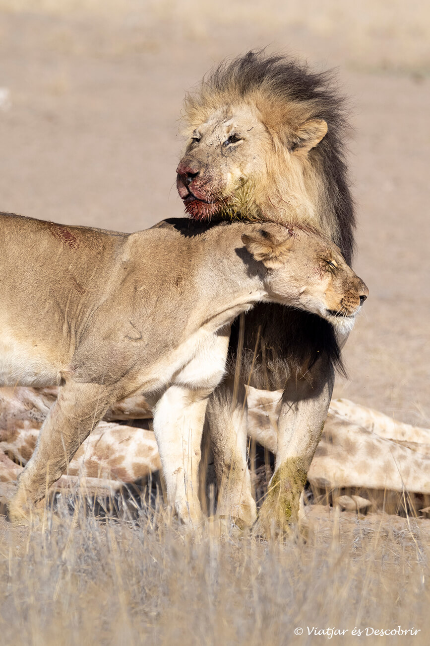 leones interactuando después de la cacería de una jirafa