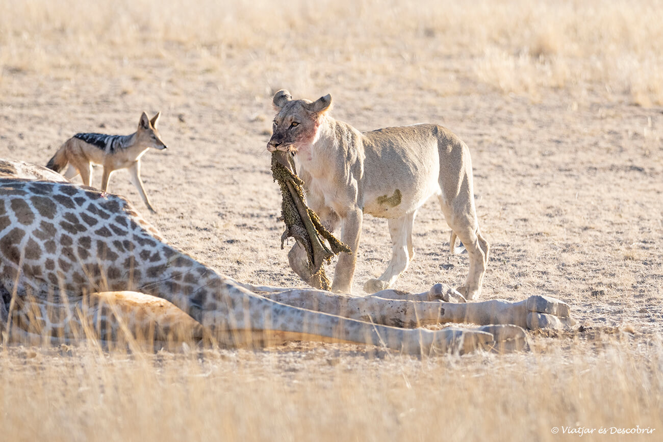 fauna del desierto del kalahari