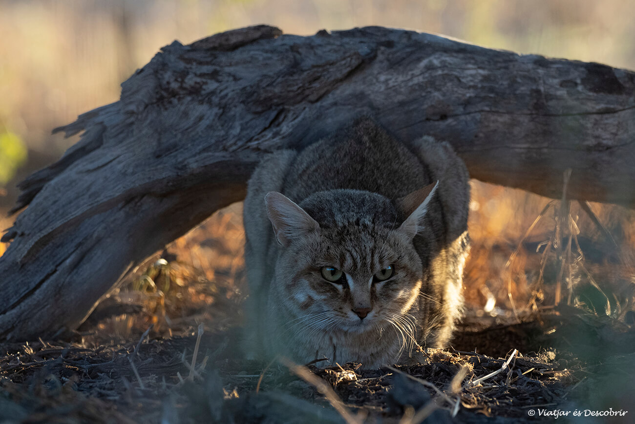 gato salvaje africano durante un safari en el parque transfronterizo del kgalagadi