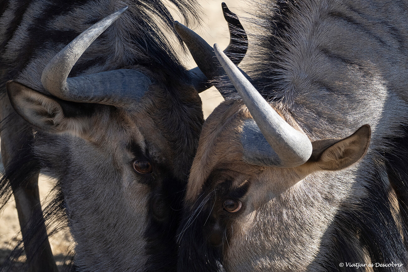 dos ñus fotografiado durante un safari en el kgalagadi