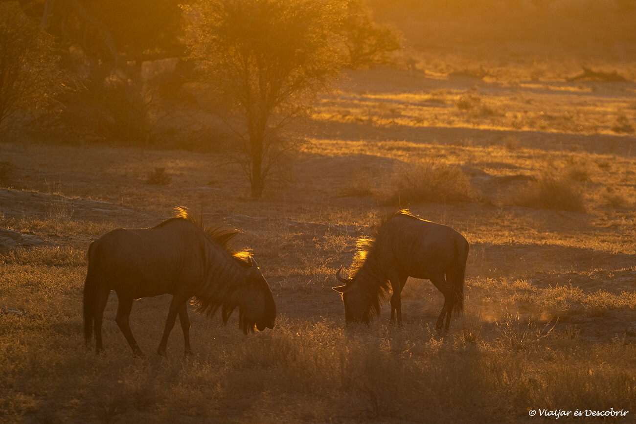 safari en el parque transfronterizo de kgalagadi: dos ñus durante la puesta de sol