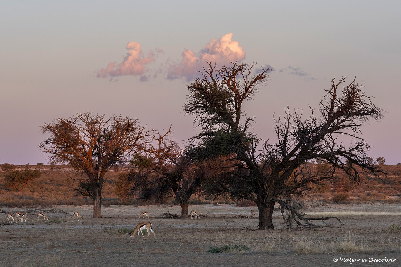 puesta de sol al final de un largo día de safari en el parque transfronterizo del kgalagadi