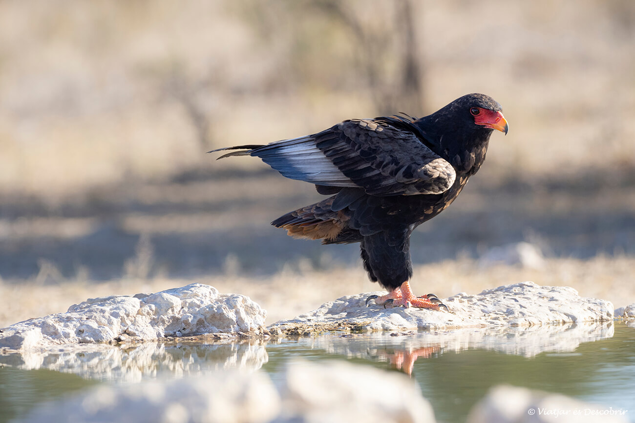 águila en una balsa agua cercana a Nossob
