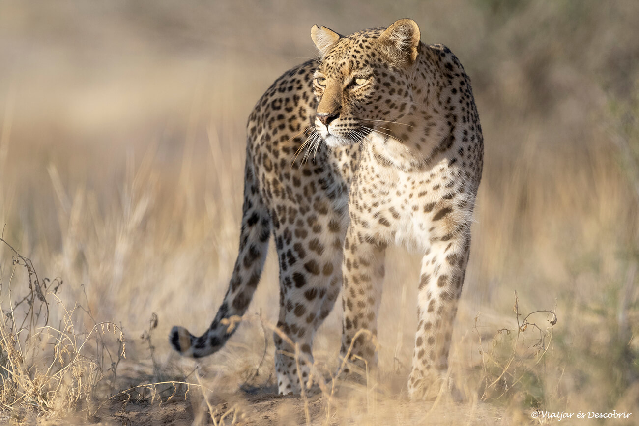 leopardo cercano al camping de nossob durante un safari en el parque transfronterizo del kgalagadi