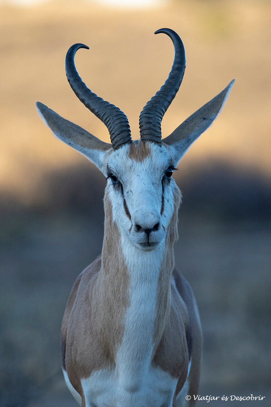 springbock durante un safari en el kgalagadi