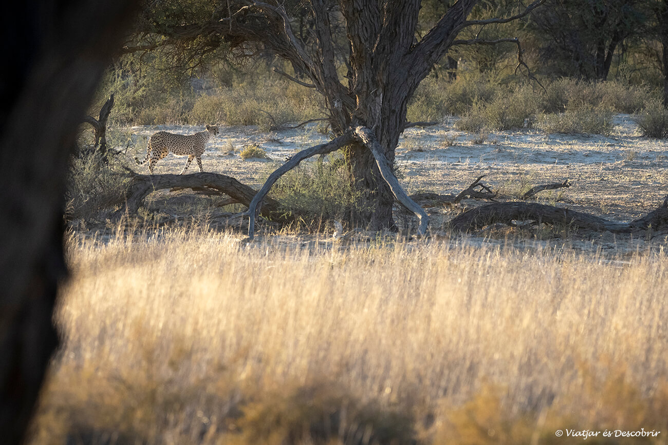 guepardo en el norte del Nossob durante un safari en el parque transfronterizo del kgalagadi