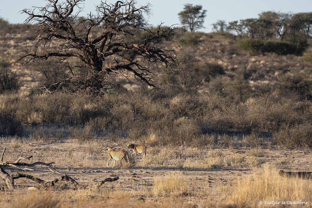 interacción entre un guepardo y un leopardo