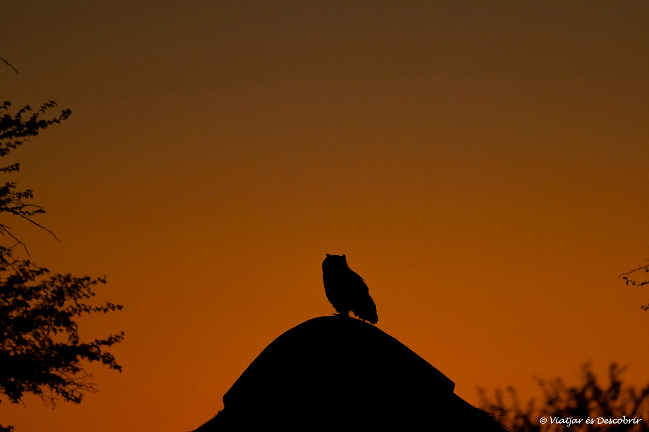 búho en el kalahari