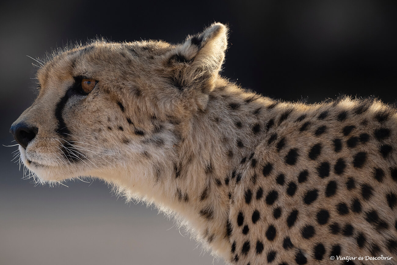 safari en el Kgalagadi: permite fotografiar guepardos de cerca