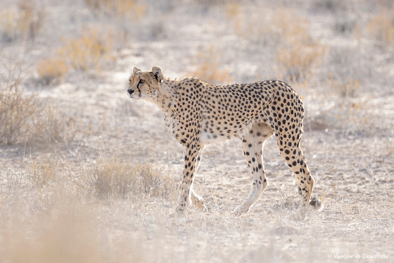 guepardo durante un inolvidable safari en el parque transfronterizo del kgalagadi