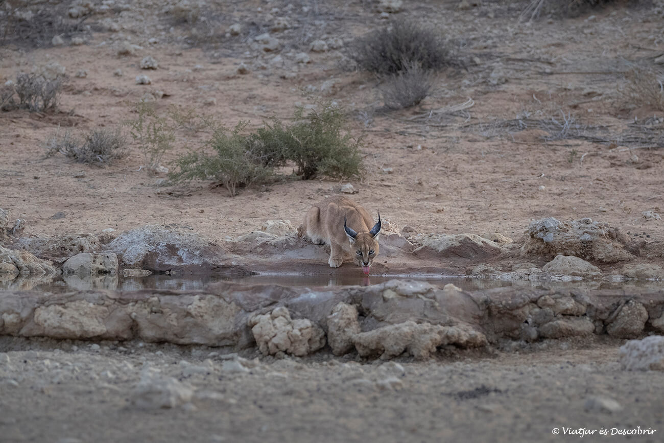 un caracal bebiendo agua en el kalahari