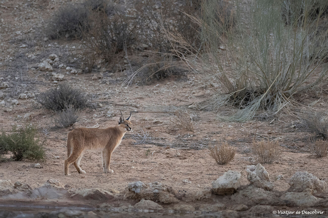 caracal al final de un safari en el parque transfronterizo del kgalagadi