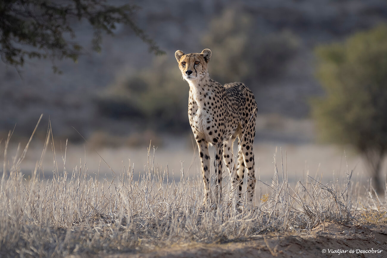 guepardo solitario en el kalahari