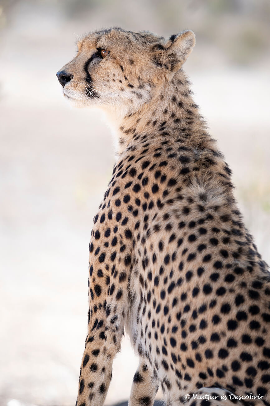 un guepardo en el kgalagadi
