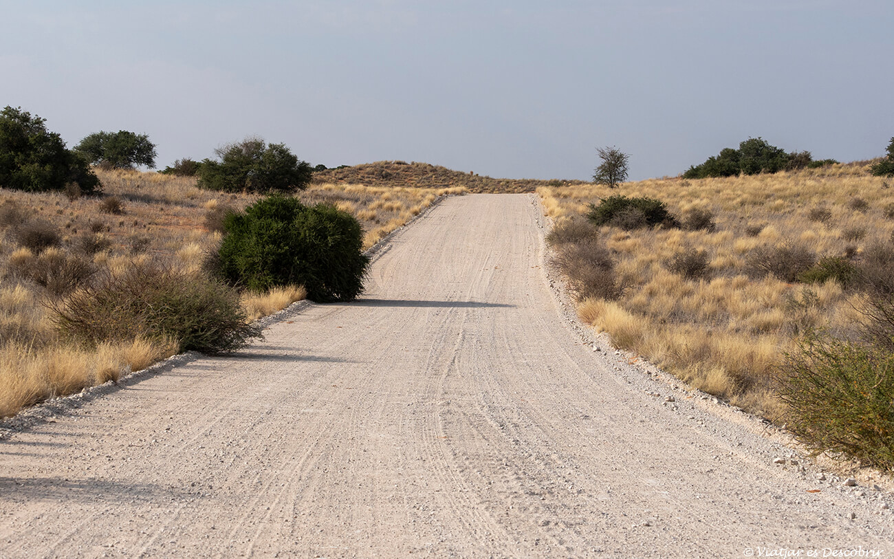 pista por la que hay que conducir durante los safaris al parque transfronterizo del kgalagadi