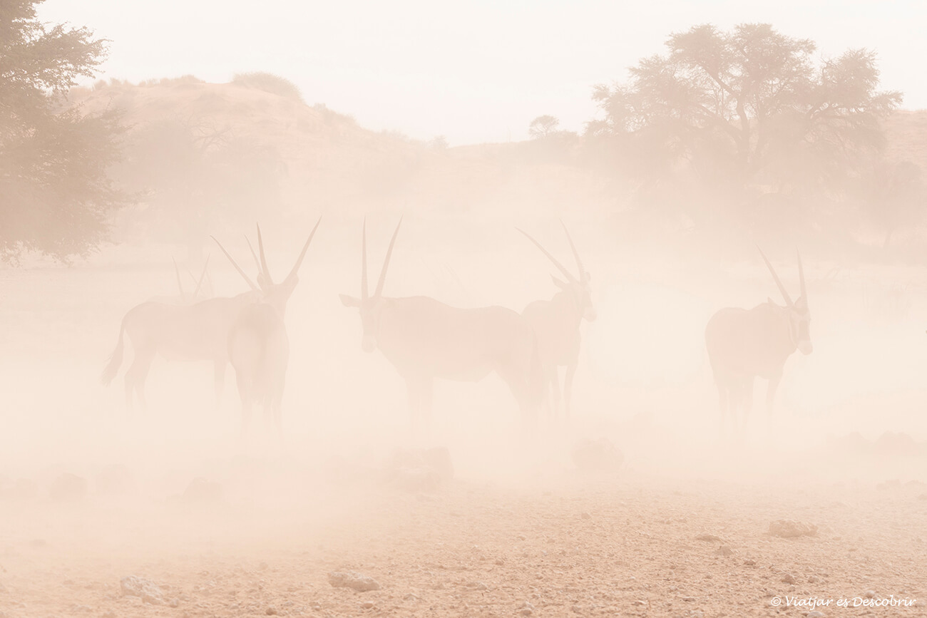tormenta de arena en el desierto en Sudáfrica