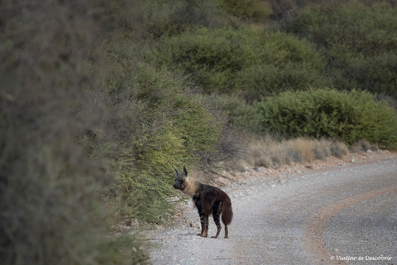 una hiena marrón fotografiada durante un safari en el parque transfronterizo del kgalagadi