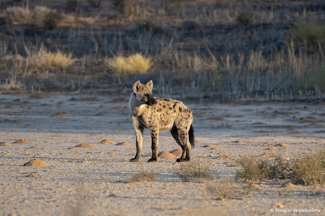 una hiena en el último día de safari en el Kgalagadi