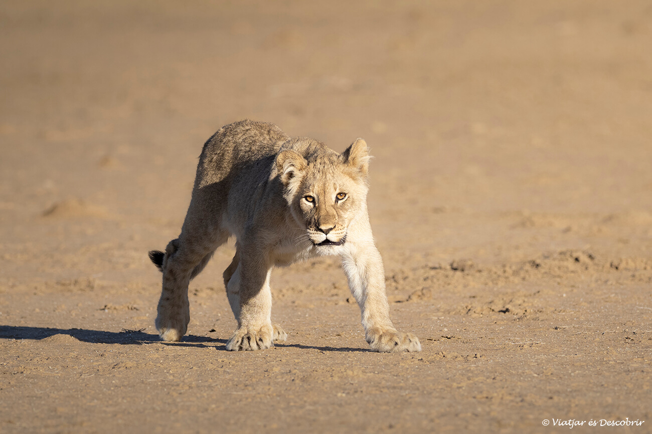 una cría de león de unos cuatro meses fotografiado durante un safari en el parque transfronterizo del kgalagadi