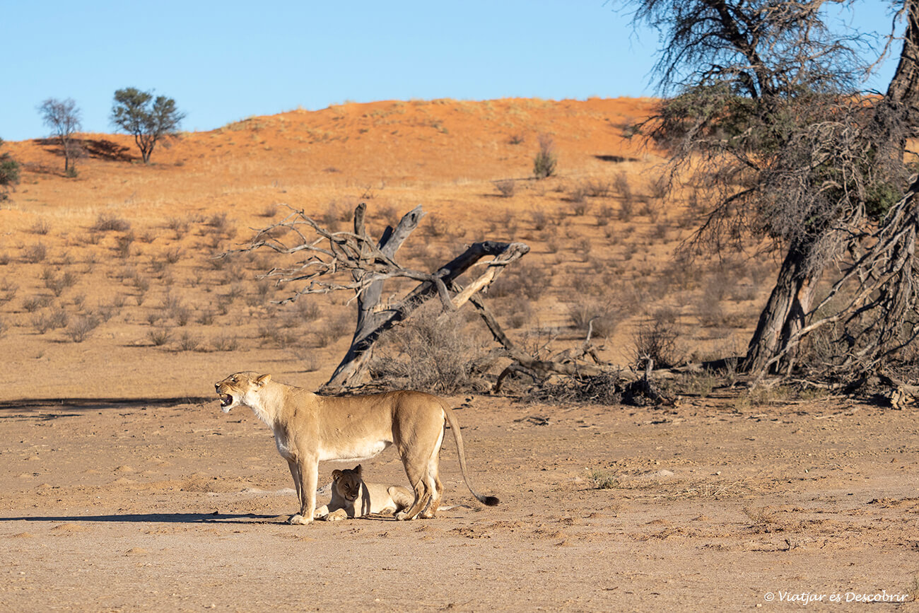 leona y su cría ante una rojiza de una del kalahari