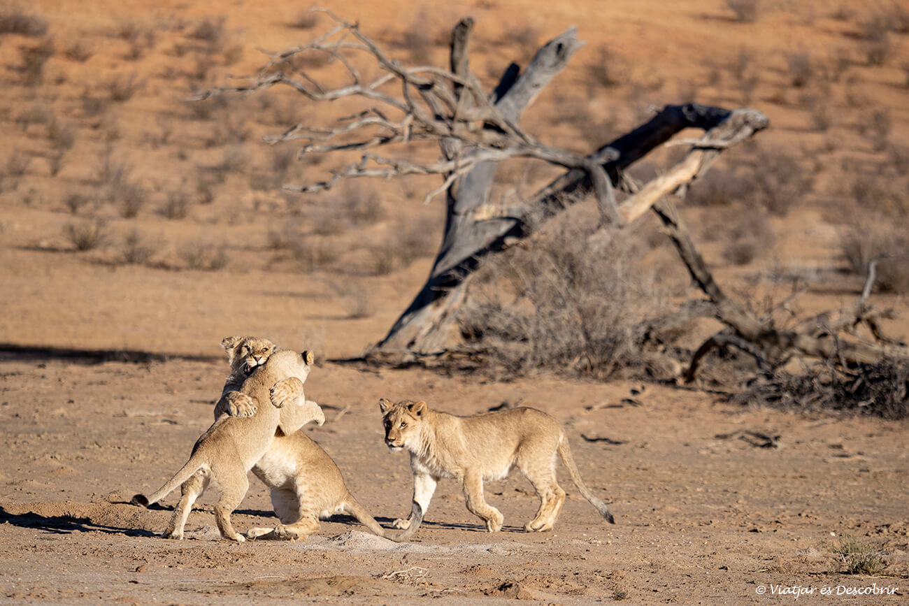 tres crías de leones jugando en el kalahari