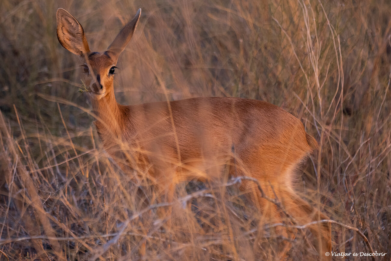 steenbock fotografiado en el kalahari