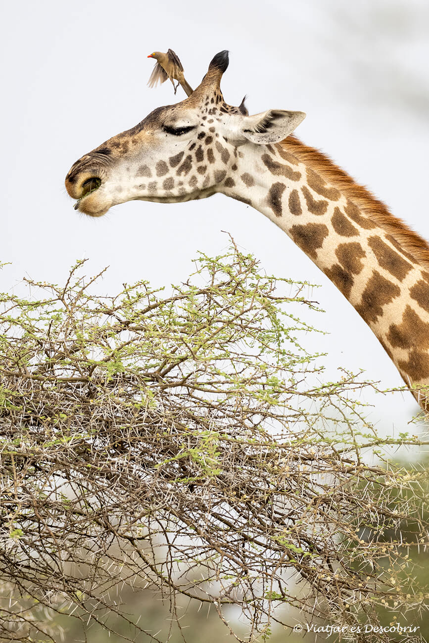 ¿cuánto cuesta un safari en Tanzania? el precio depende de si es un safari privado o en grupo y del tipo de alojamiento pero lo que está asegurando es la oportunidad de ver escenas únicas como la de esta jirafa comiendo