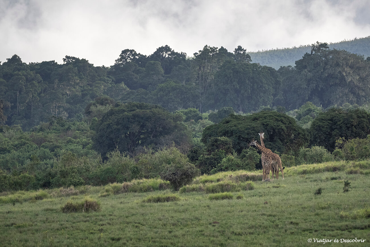 dos jirafas en lo alto del cráter del ngorongoro