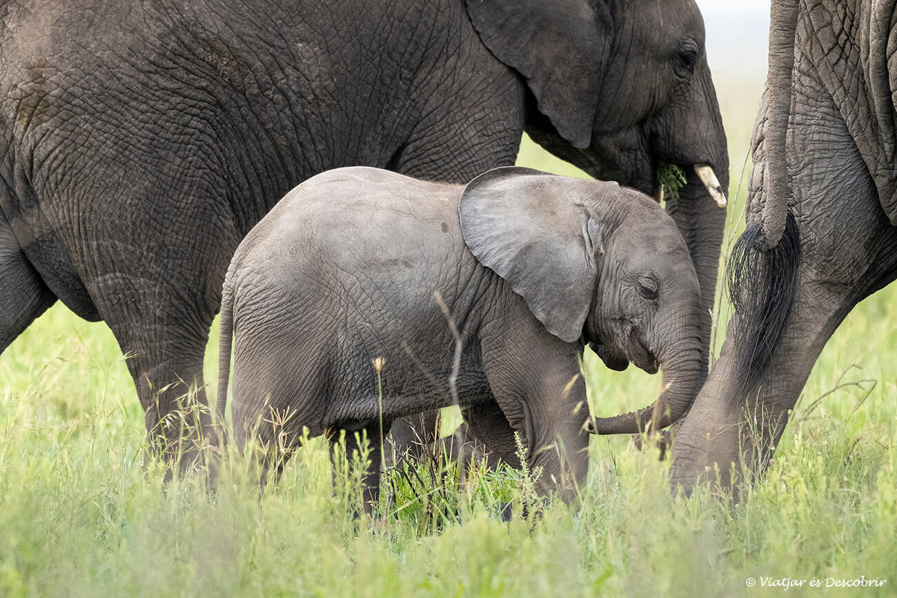 elefantes en el Serengeti