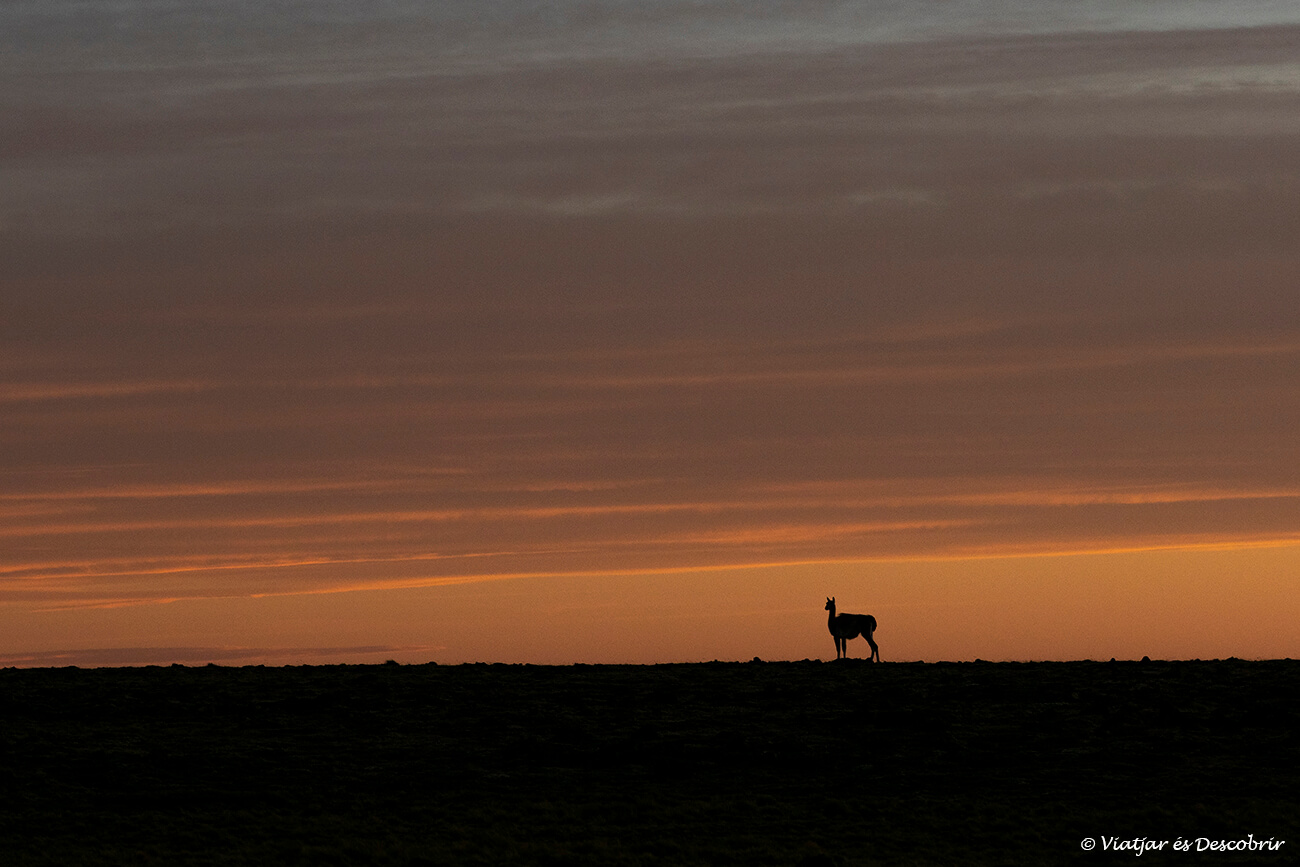 silueta de un guanaco en el parque nacional Pali Aike, un lugar muy interesante para visitar