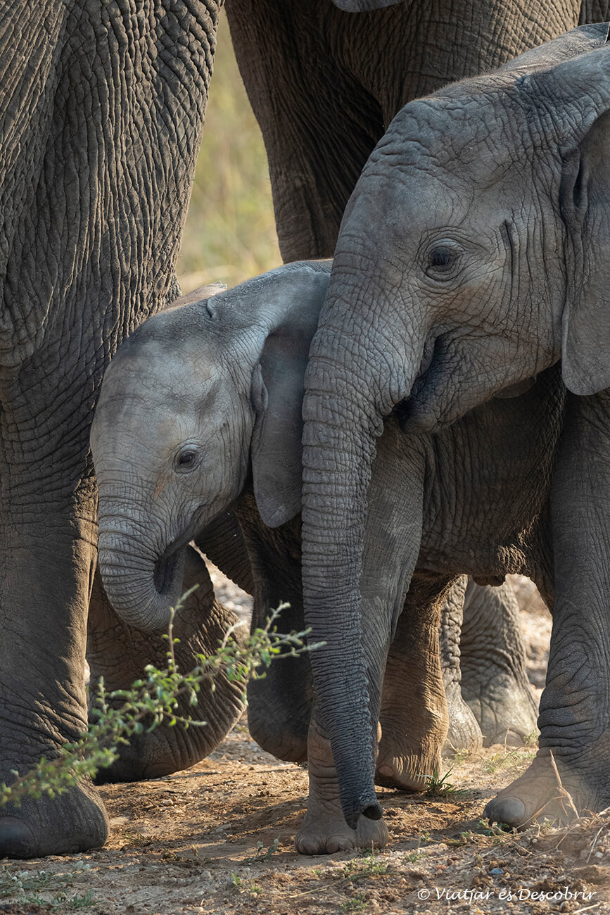 elefantes durante un safari en Uganda