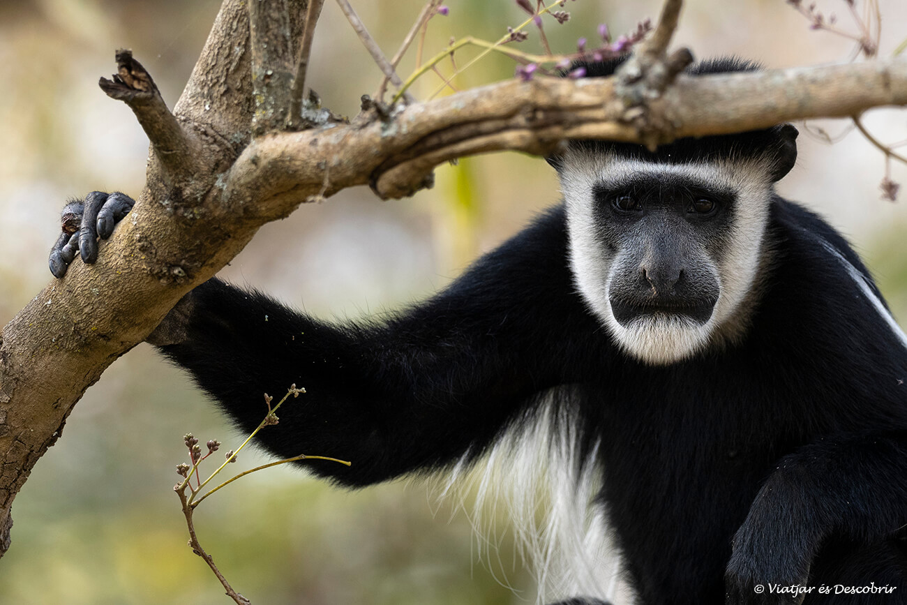 durante un safari en uganda con agencia local se puede ver una gran diversidad de primates
