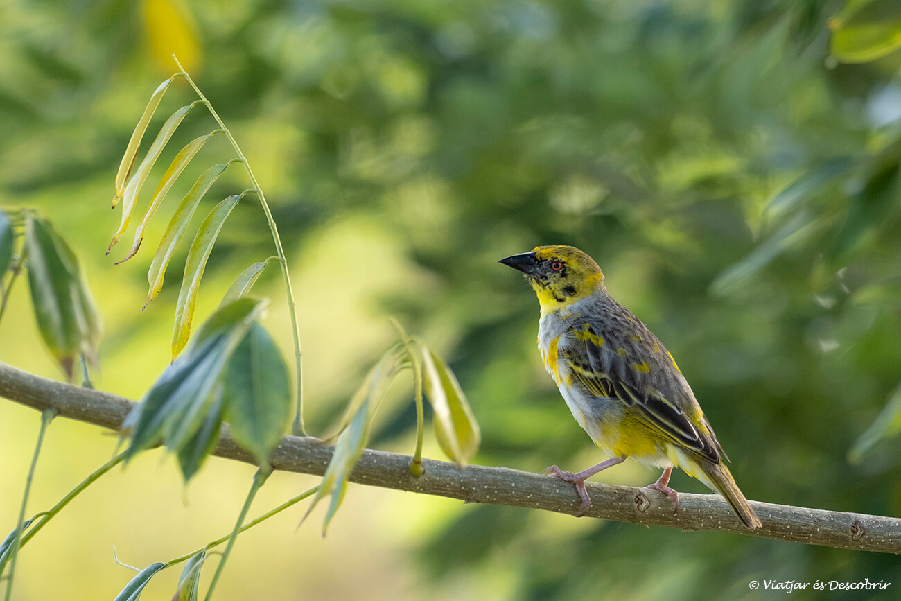 un pájaro muestra de la biodiversidad que se puede ver si se acuerda que merece la pena viajar a la isla mauricio