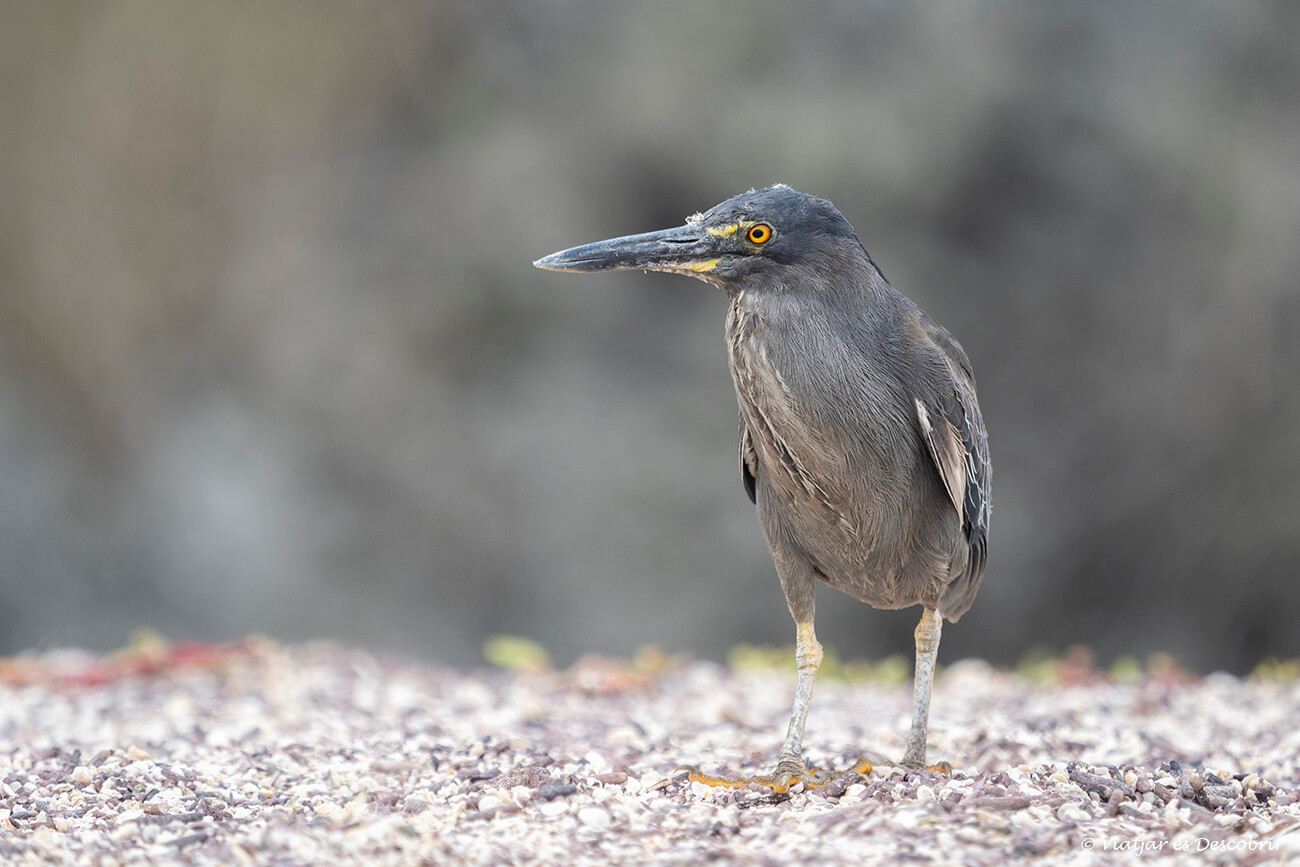 un pájaro poco conocido en las galapagos