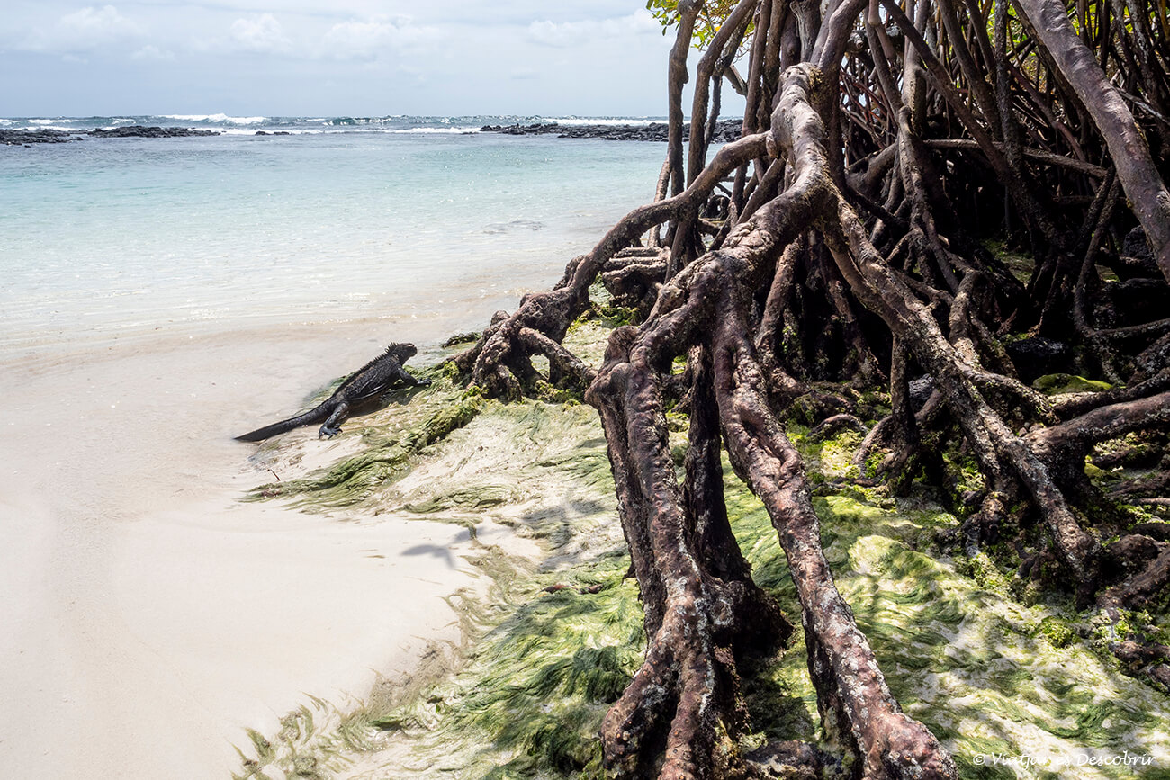 detalles de los manglares del final de la playa brava y una iguana marina saliendo del agua