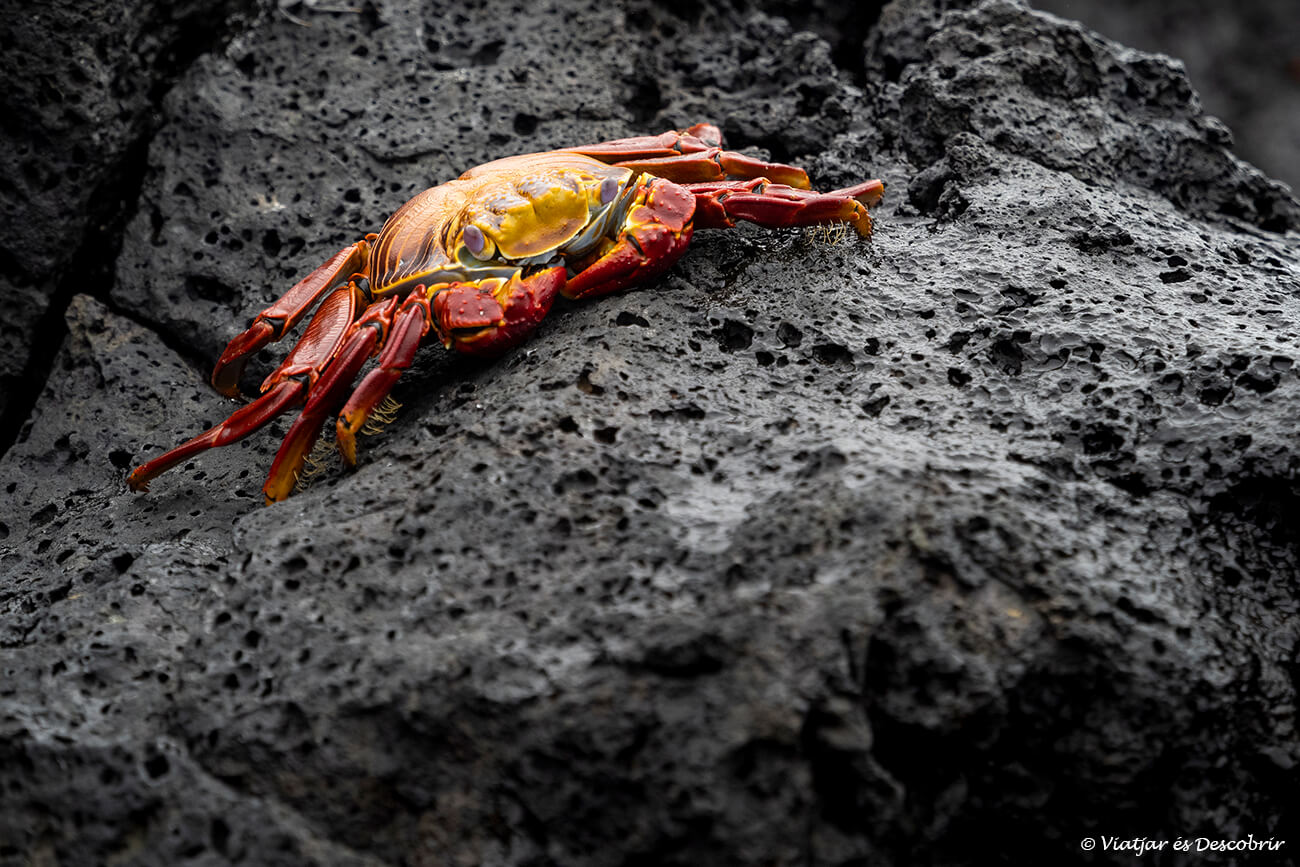 cangrejo de las galapagos en una playa volcánica