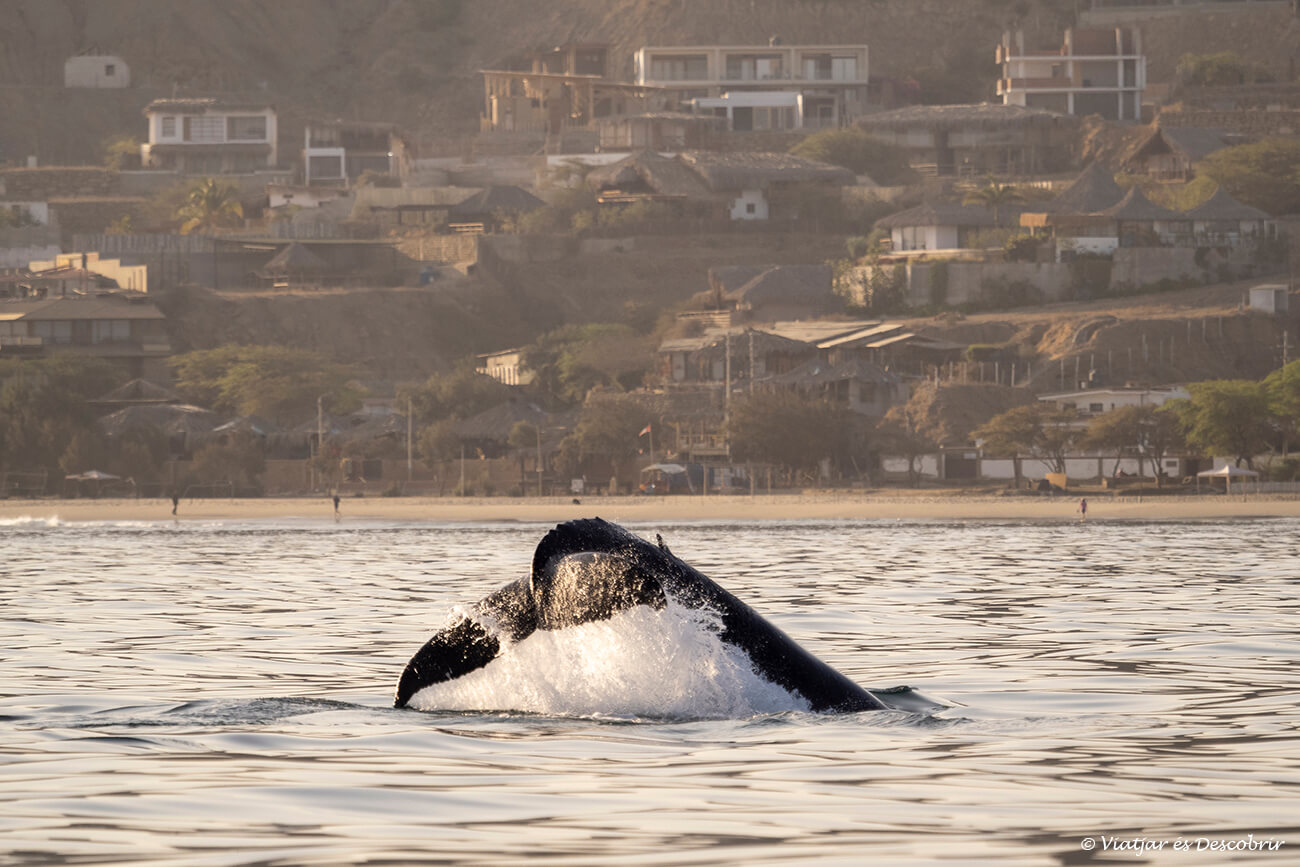 una cola de ballena en el norte de Perú