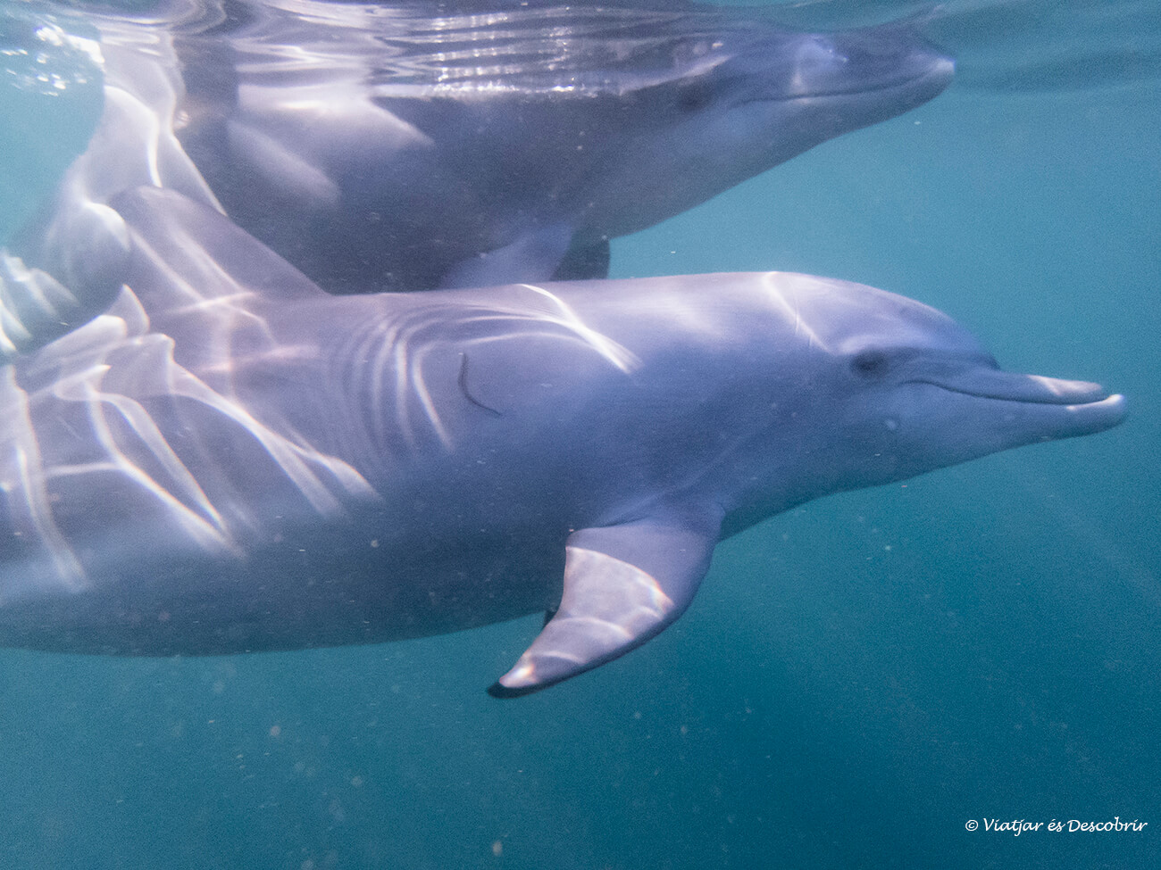 poder nadar con delfines en mar abierto es otro motivo por lo que merece la pena viajar a la isla mauricio