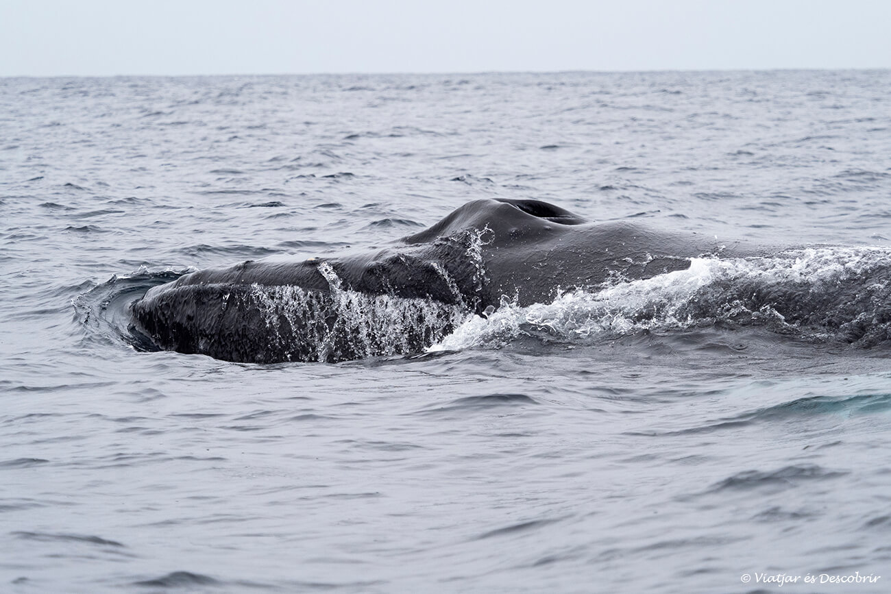 detalle de la cabeza de una ballena durante la navegación