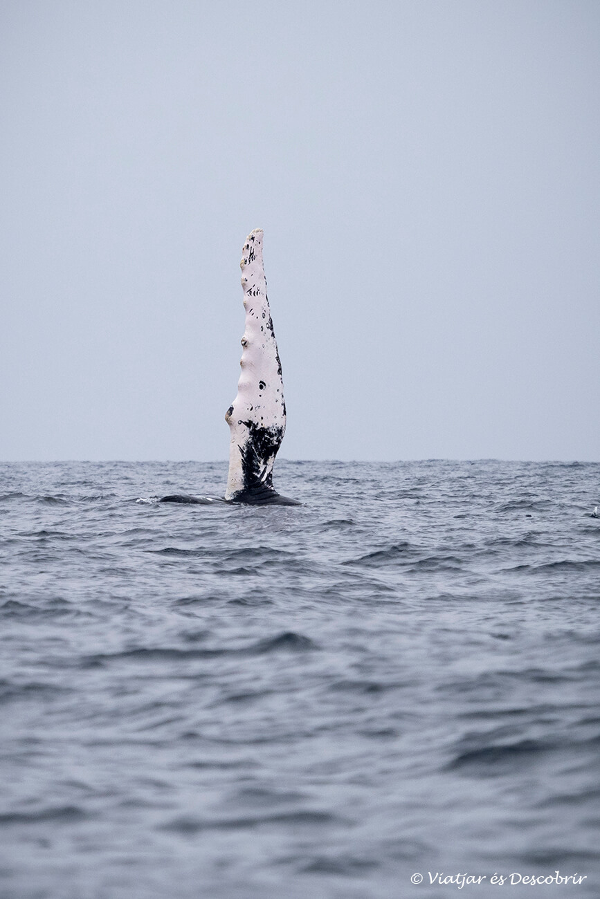 ver ballenas en Perú es una experiencia mágica
