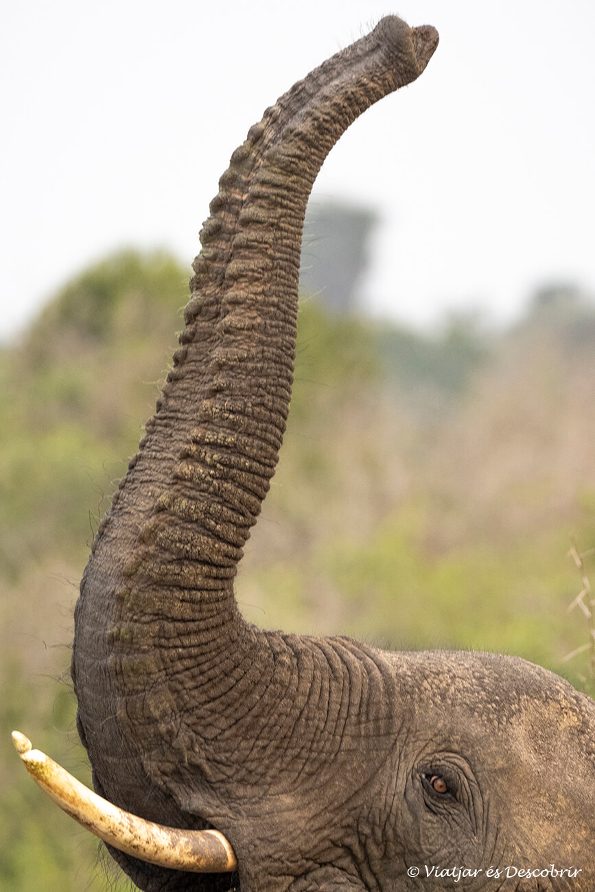 elefante durante un safari en el parque nacional que en elizabeth