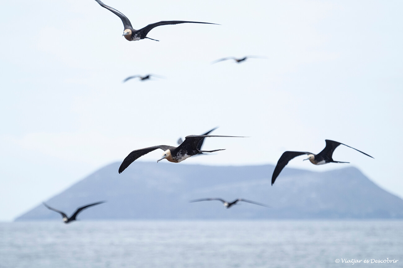 grupo de fragatas volando cerca de la isla seymour, un tour que hacer en la isla de santa cruz