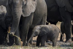 Lee más sobre el artículo Agencias Locales en Uganda: Cómo encontrar la mejor opción