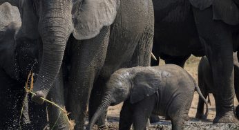 Agencias Locales en Uganda: Cómo encontrar la mejor opción