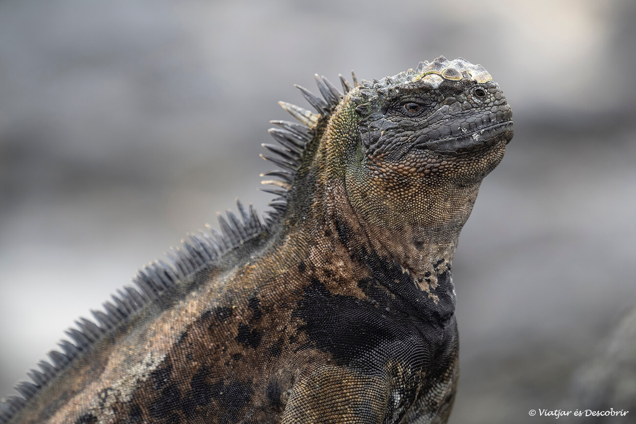 primer plano de una iguana marina en las galapagos
