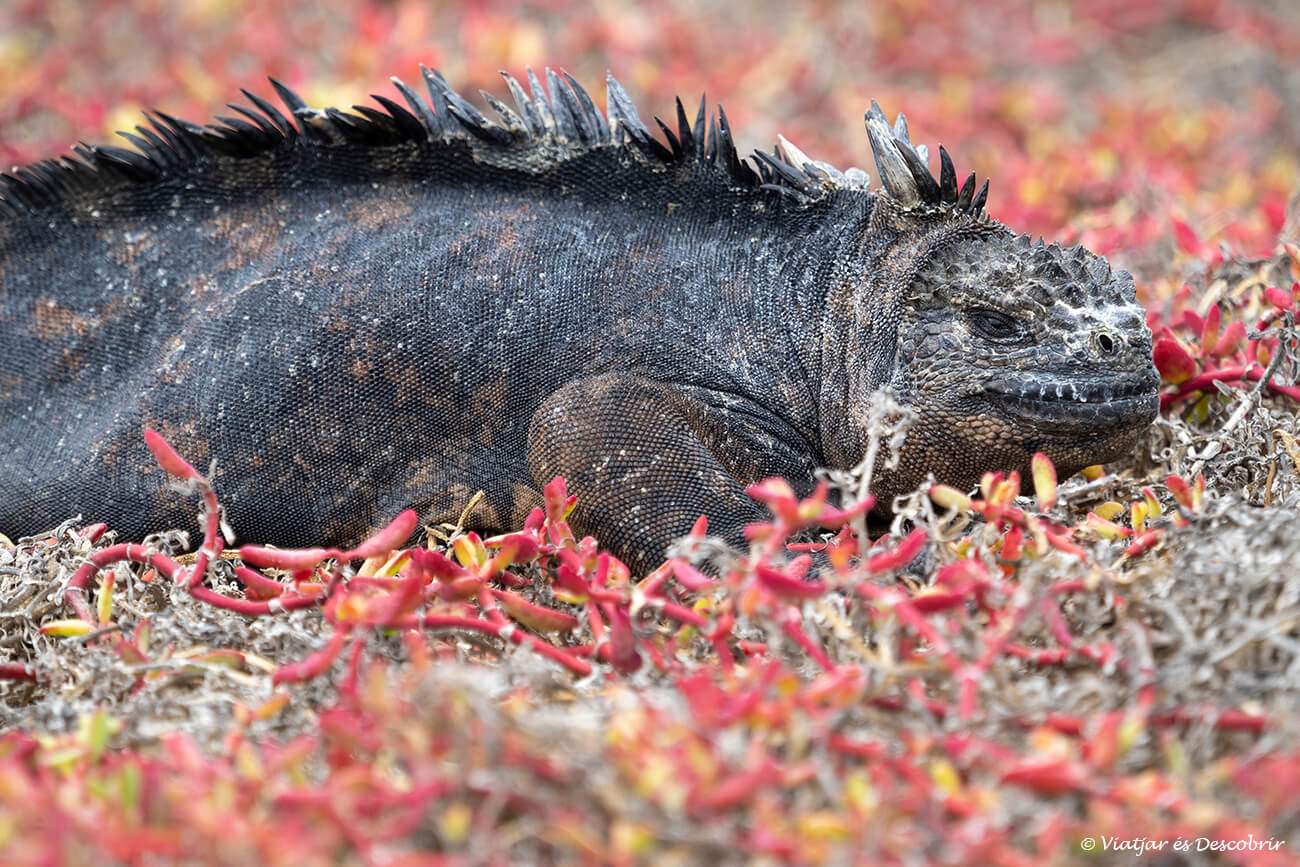 iguana marina entre vegetación roja en la Playa de los Perros